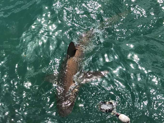 Why you need to step out of your comfort zone shark